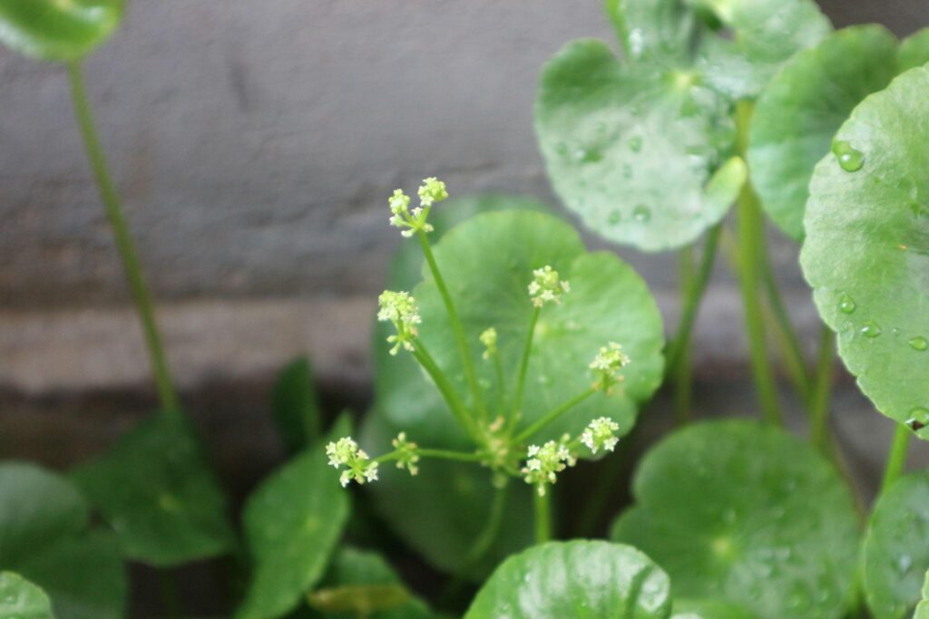 Centella Asiatica plant leaves for natural Ayurvedic skincare