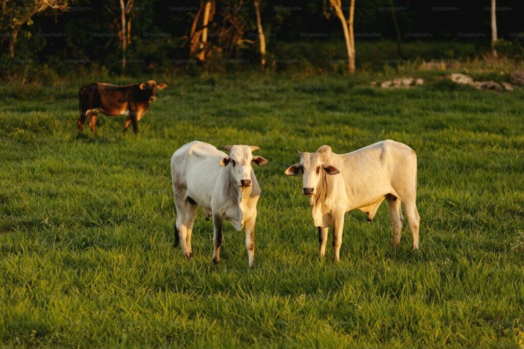 Cows grazing freely on green pasture, source of high-quality ghee for skincare