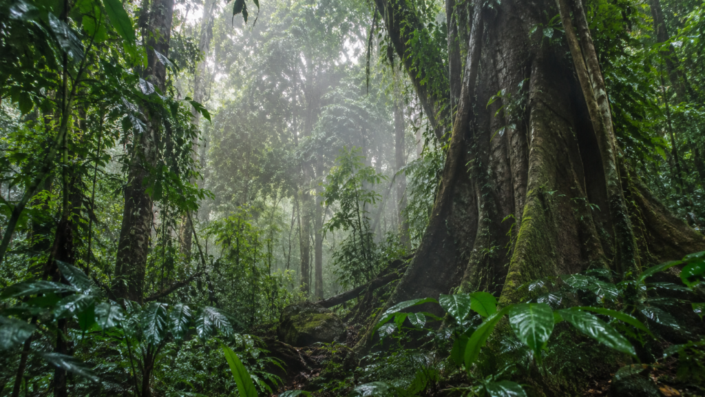 Ancient tropical rainforest with misty old growth trees representing ancient forest skincare ingredients
